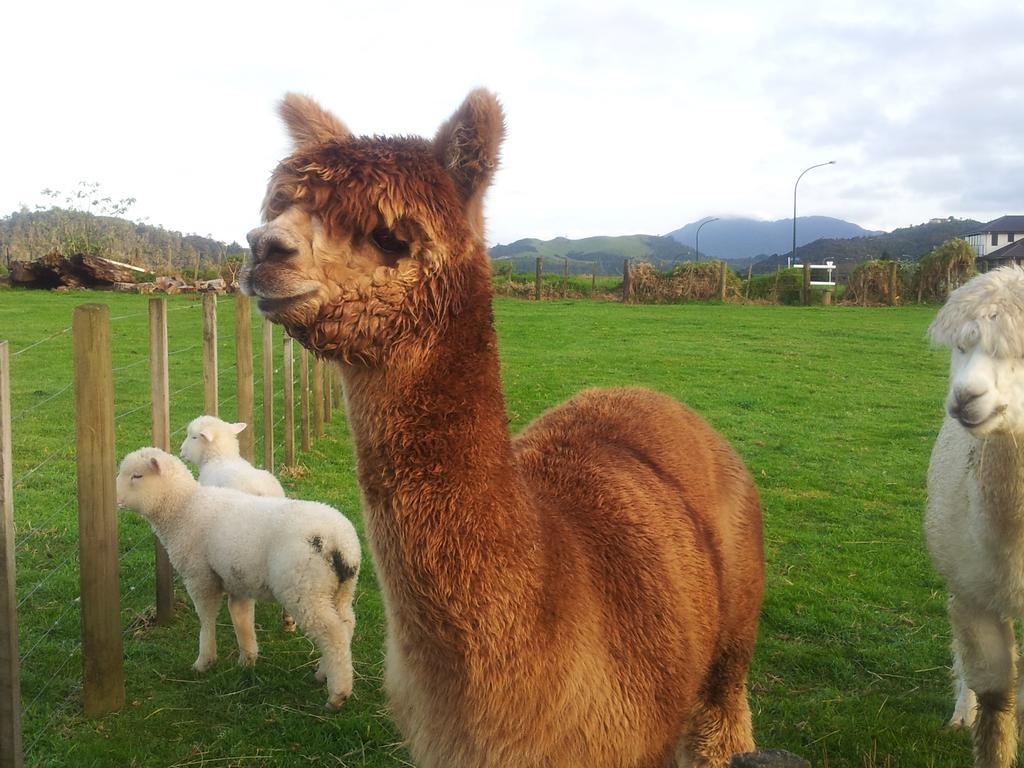 فندق The Little Farm Coromandel المظهر الخارجي الصورة