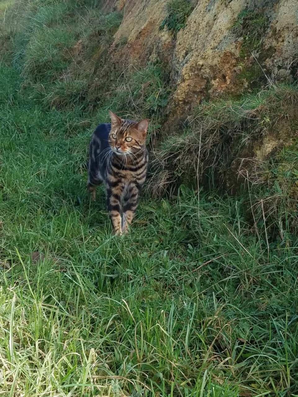 فندق The Little Farm Coromandel المظهر الخارجي الصورة