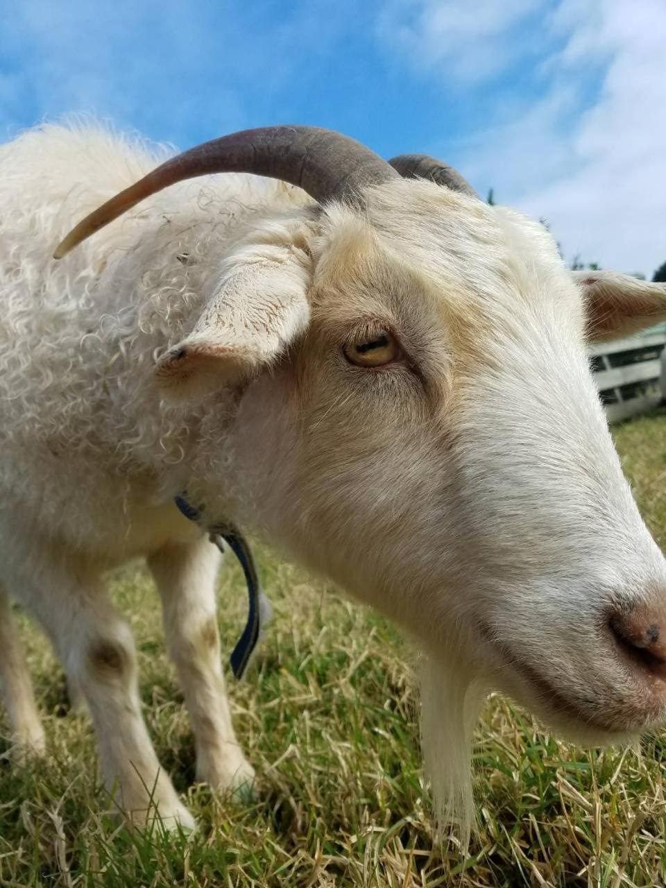 فندق The Little Farm Coromandel المظهر الخارجي الصورة