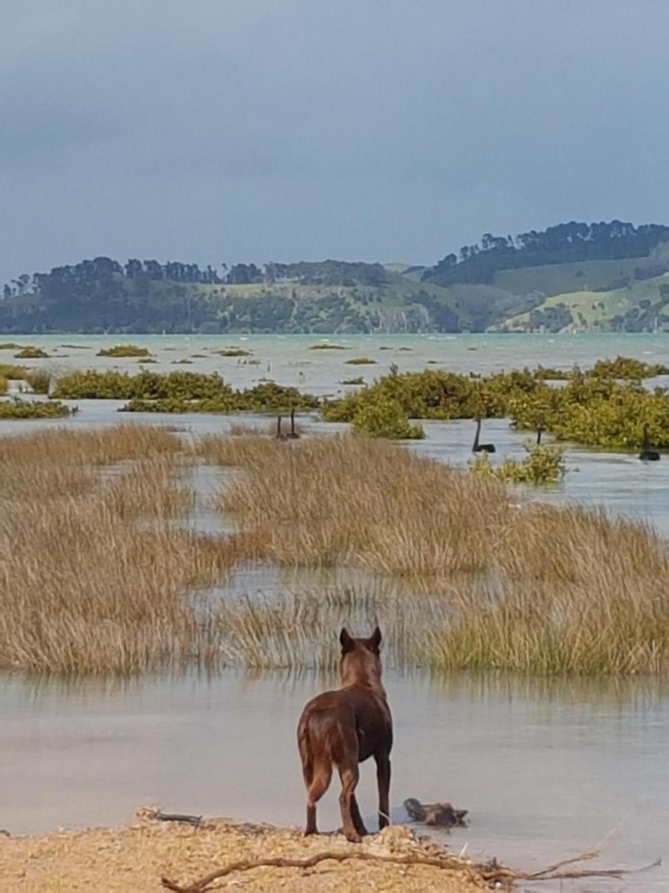 فندق The Little Farm Coromandel المظهر الخارجي الصورة