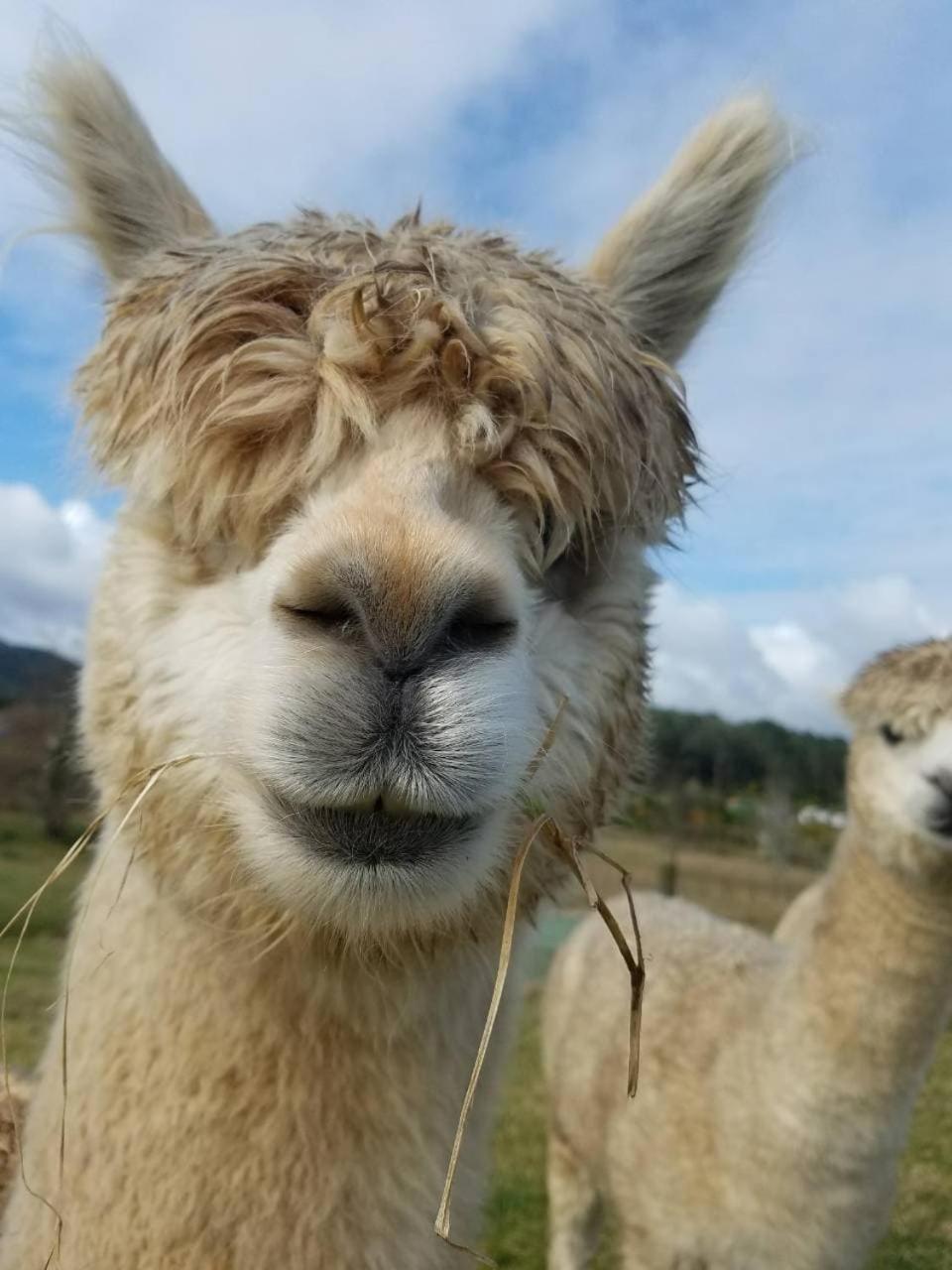 فندق The Little Farm Coromandel المظهر الخارجي الصورة