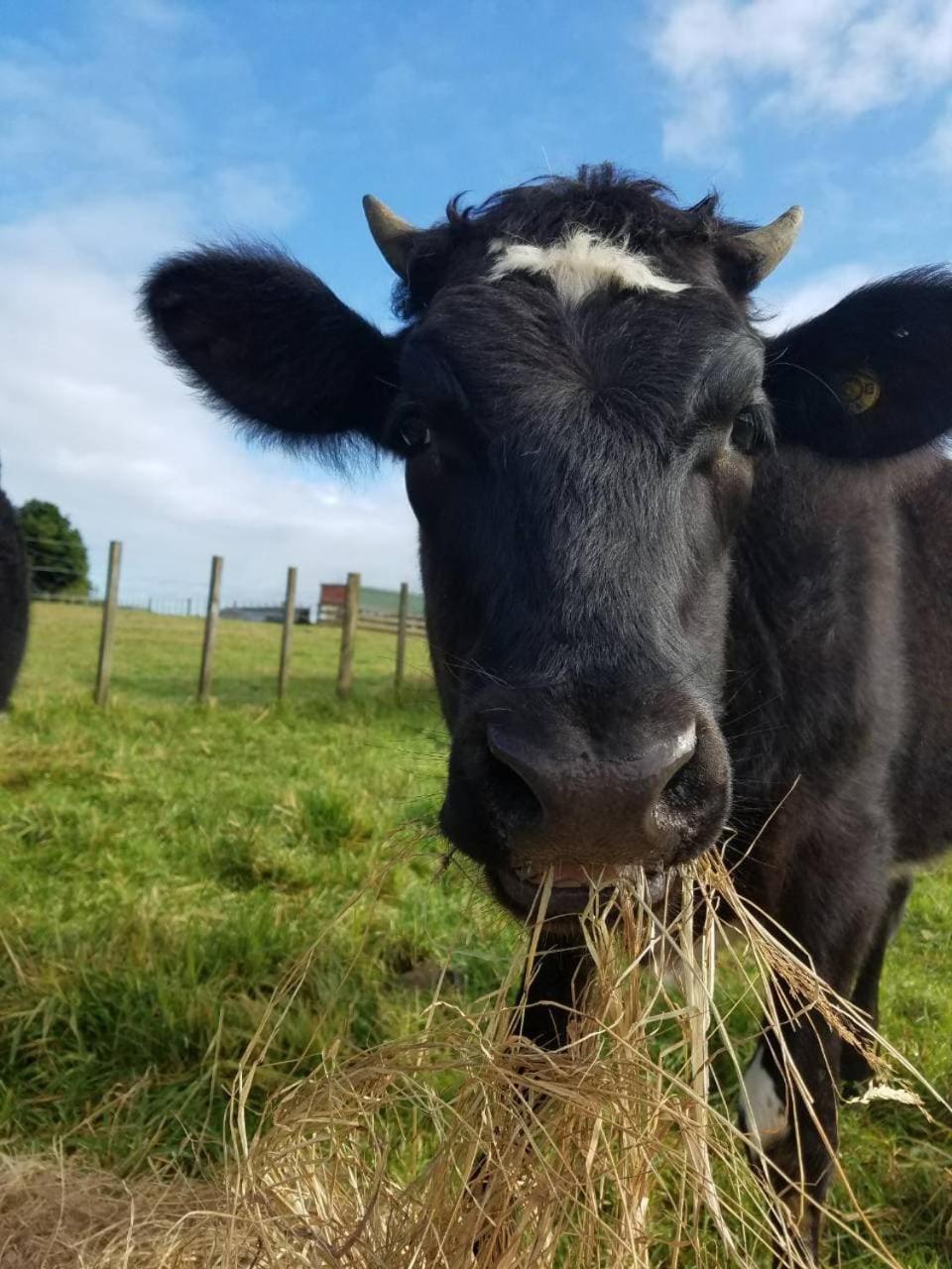 فندق The Little Farm Coromandel المظهر الخارجي الصورة