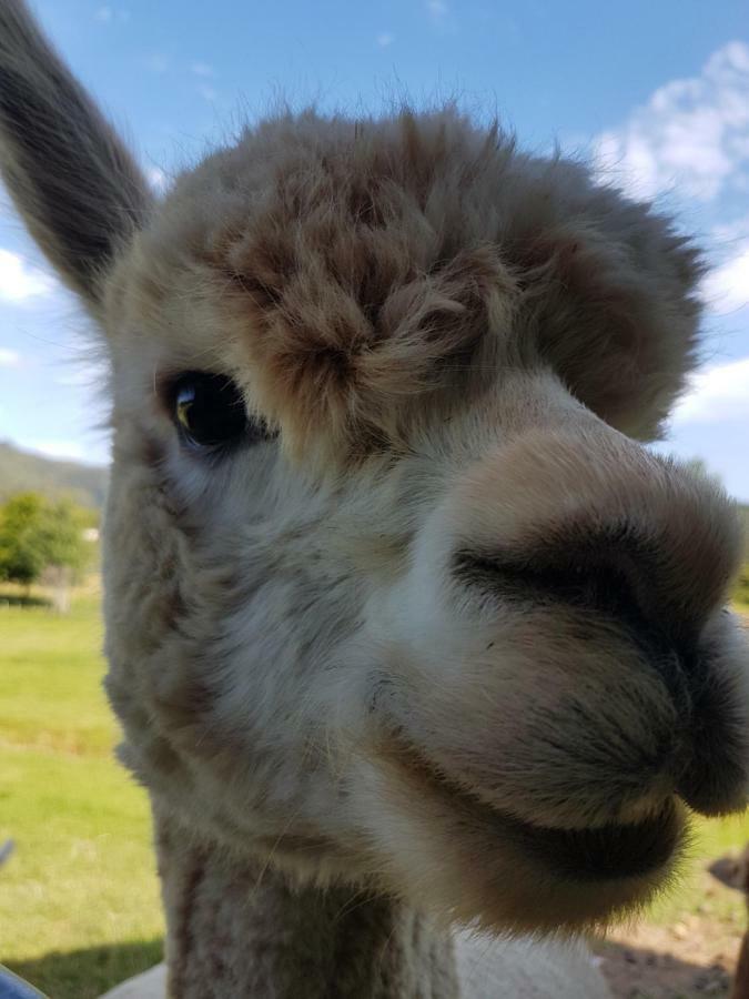 فندق The Little Farm Coromandel المظهر الخارجي الصورة
